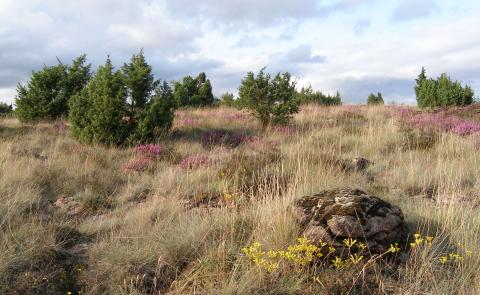 Pelouses serpentinicoles