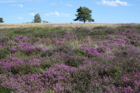 Landes humides serpentinicoles