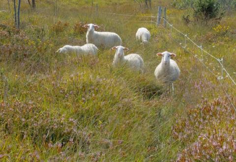Pâturage sur la Lande du Cluzeau Pâturage sur la Lande du Cluzeau