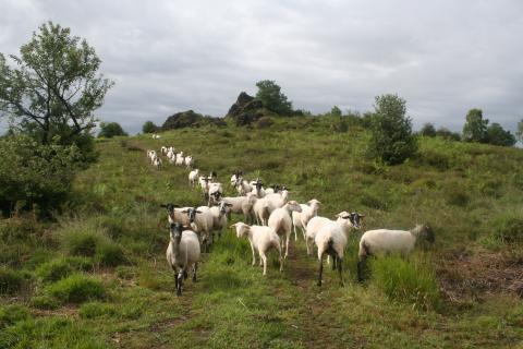 Pâturage sur la Lande du Cluzeau Pâturage sur la Lande du Cluzeau