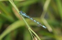 Agrion de mercure Agrion de mercure