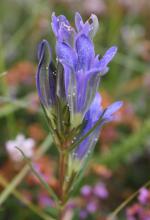 Gentiane pneumonanthe (avec oeufs d'azuré des mouillères) Gentiane pneumonanthe