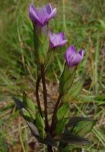 Gentiane champêtre Gentiane champêtre