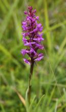 Orchis moucheron