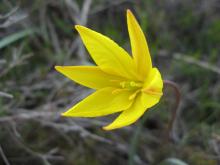 Tulipe sauvage Tulipe sauvage